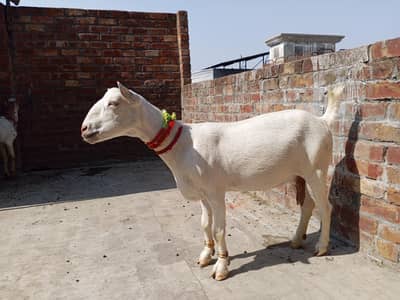 pure gulabi tedi bakri aik mhina ki cross