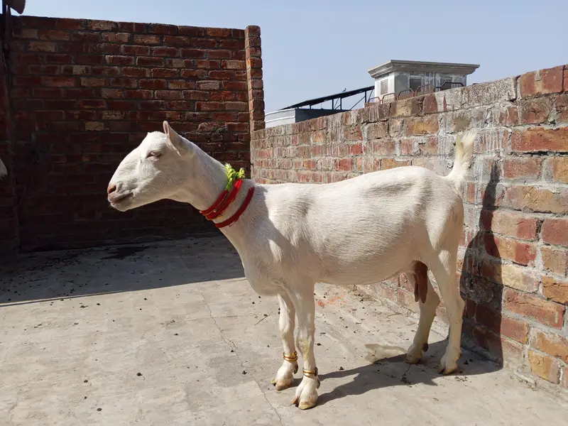 pure gulabi tedi bakri aik mhina ki cross — photo 2