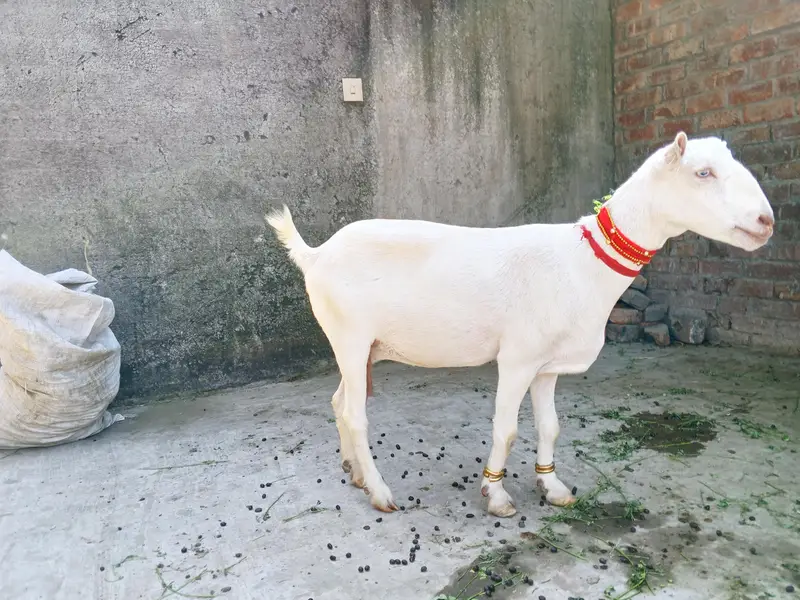 pure gulabi tedi bakri aik mhina ki cross — photo 3
