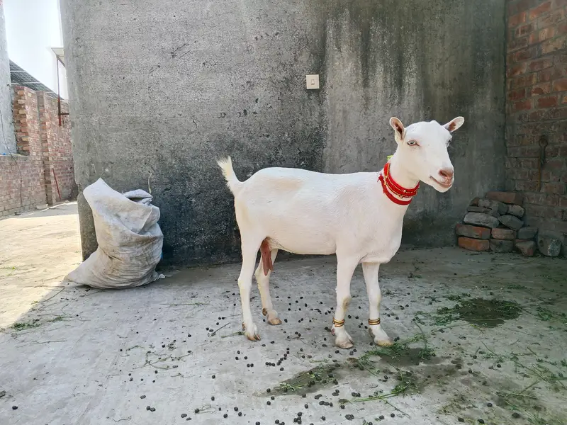 pure gulabi tedi bakri aik mhina ki cross — photo 4