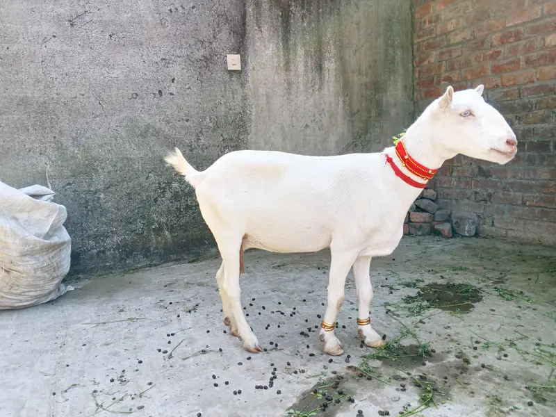 pure gulabi tedi bakri aik mhina ki cross — photo 5