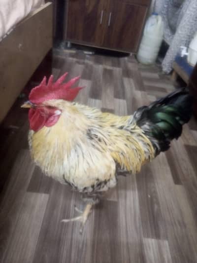 Misri Rooster chicken