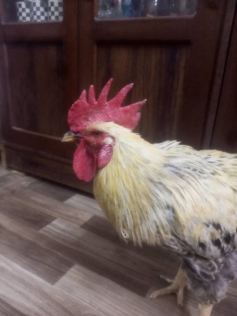 Misri Rooster chicken 1