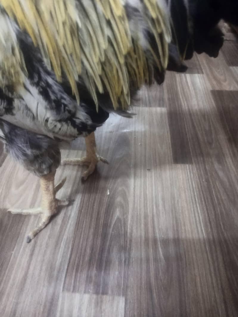 Misri Rooster chicken 5