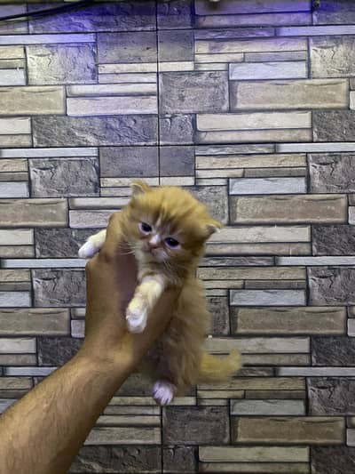 Kitten