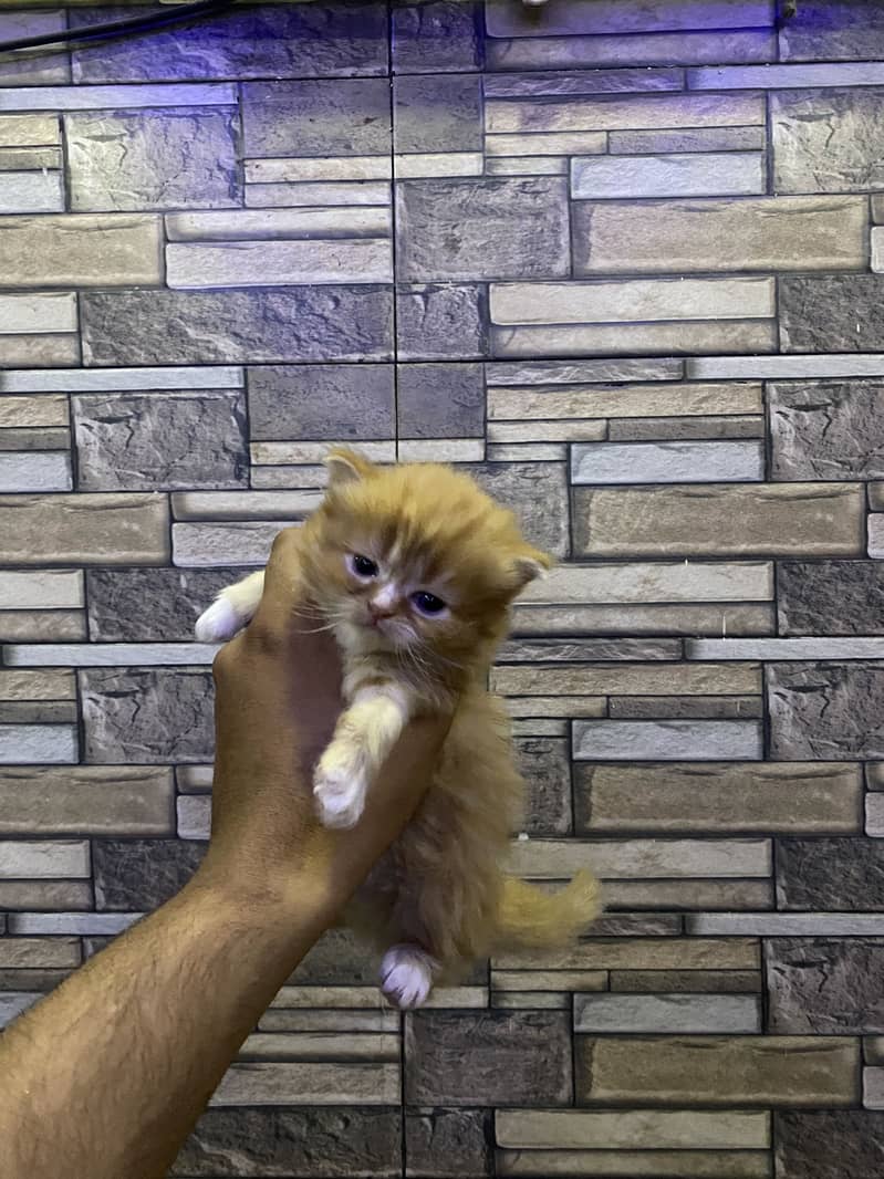 Kitten 0