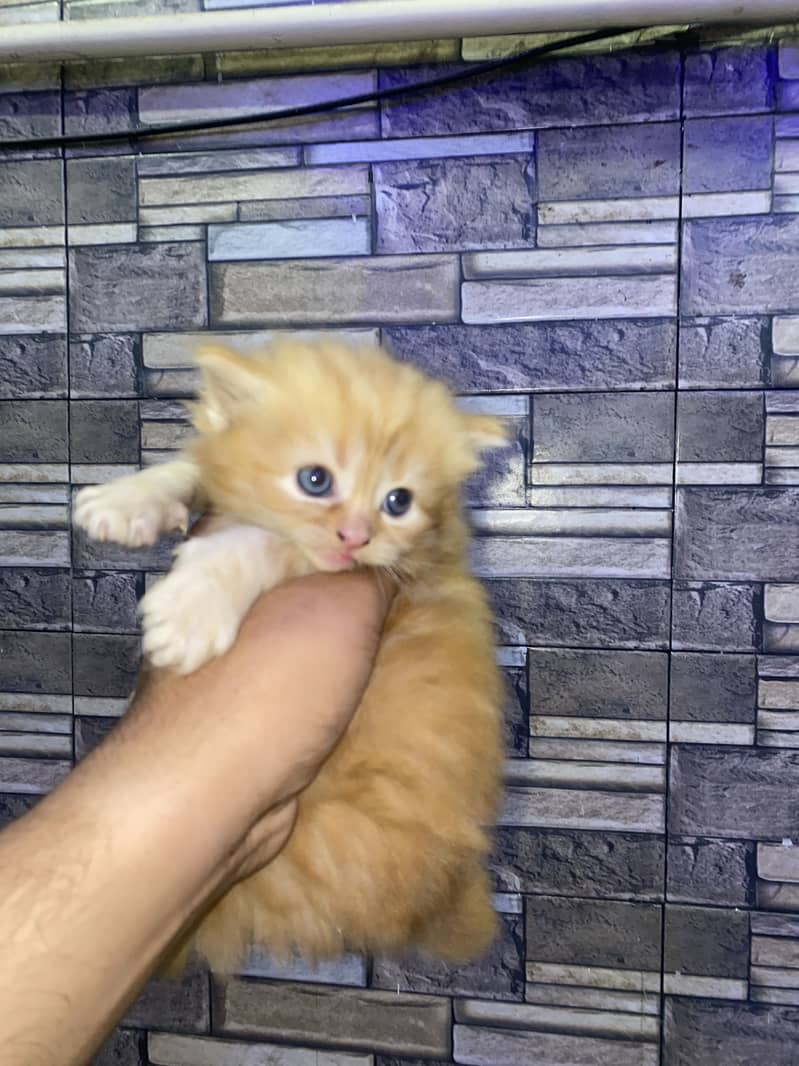 Kitten 1