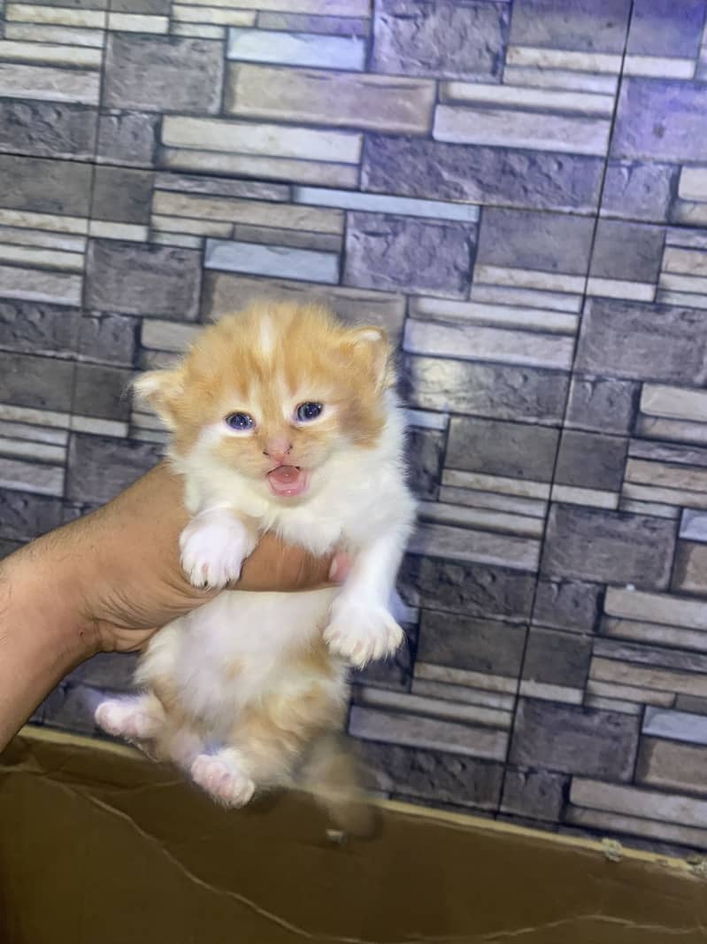 Kitten 2