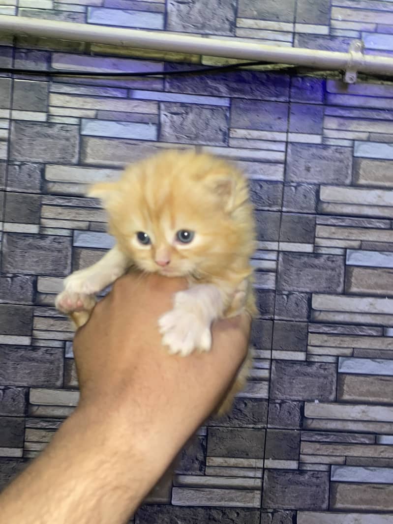 Kitten 3