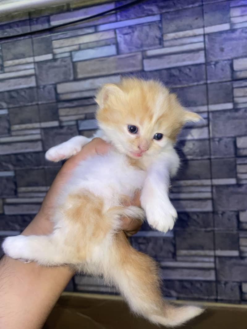 Kitten 4
