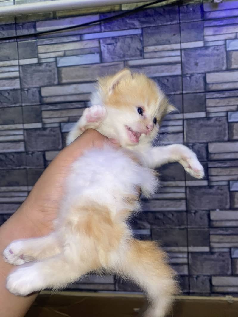 Kitten 5