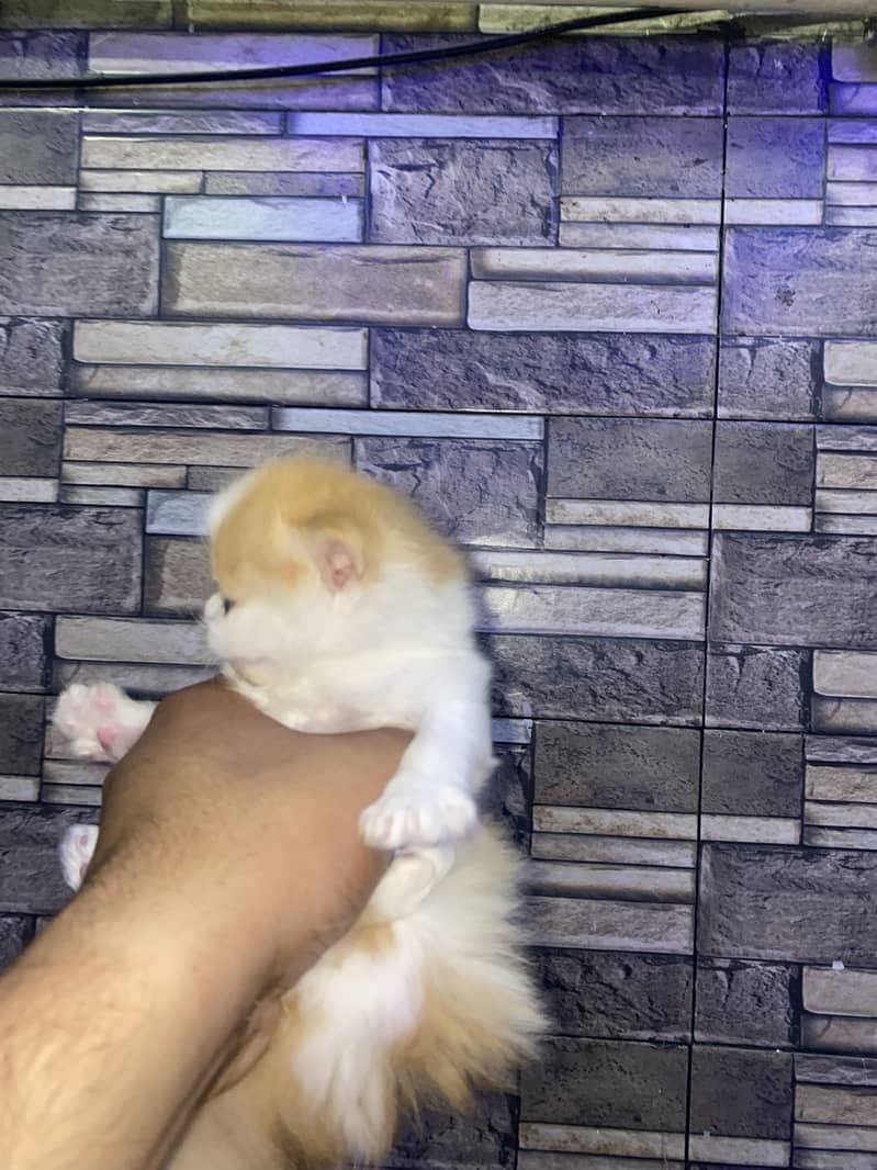 Kitten 6