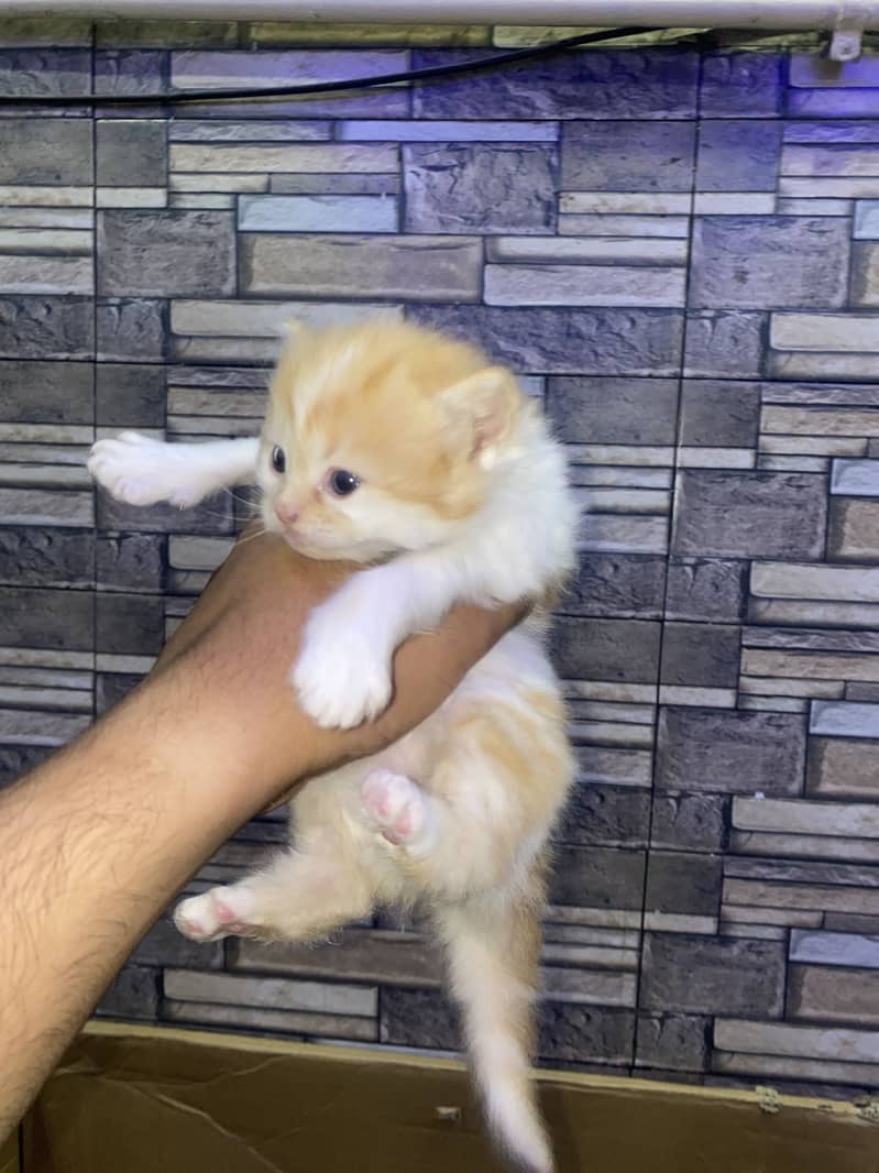 Kitten 7