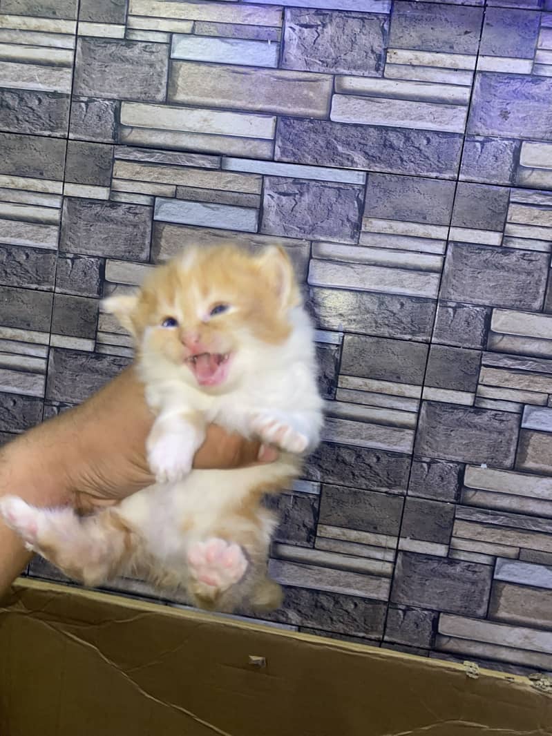 Kitten 8