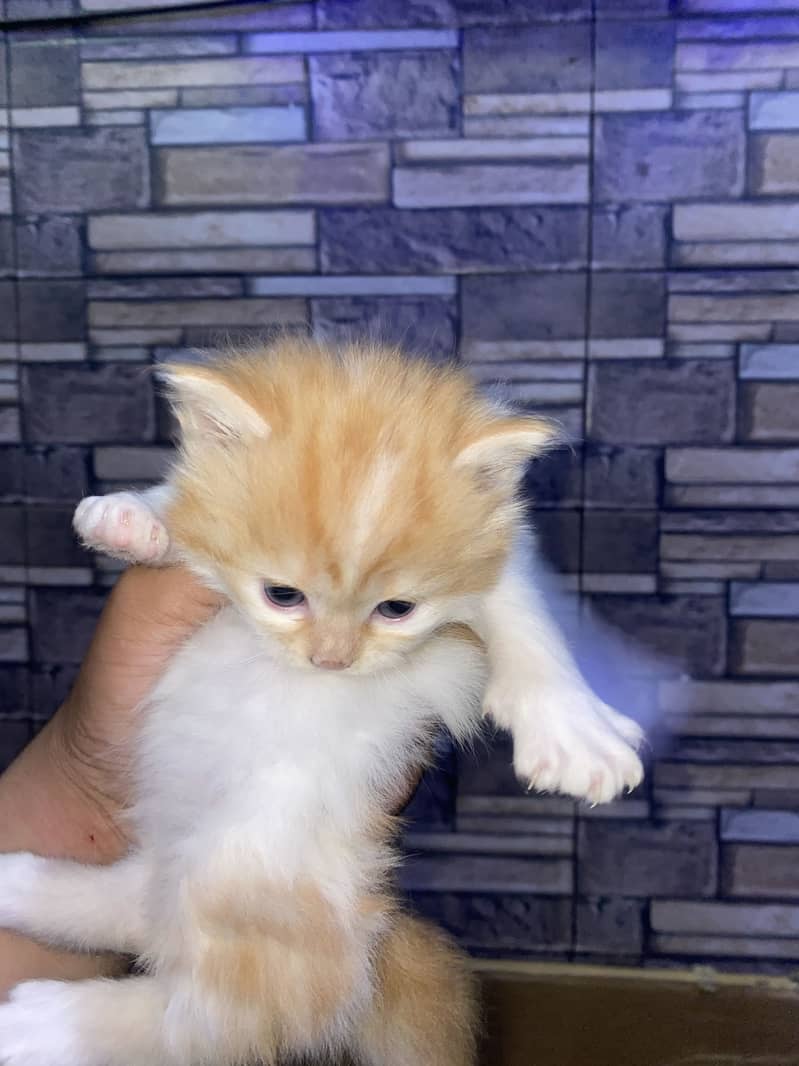 Kitten 9