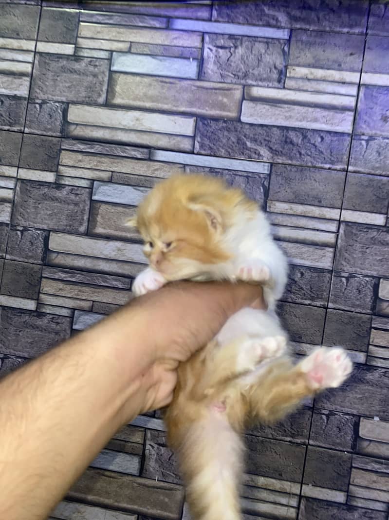 Kitten 10