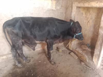 bachra for sale