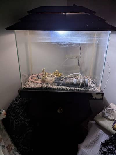 fish aquarium