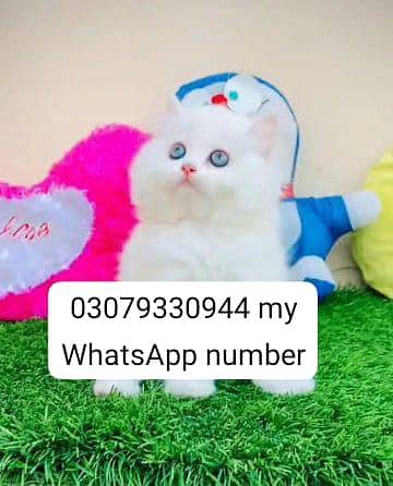 (Persian cat) for sale) Mel aur female/