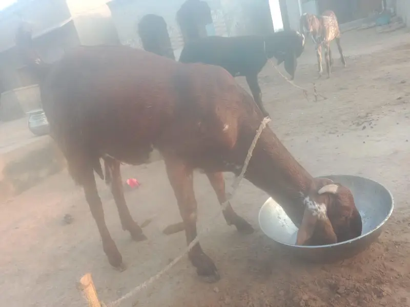 دودھ دینے والی بکری