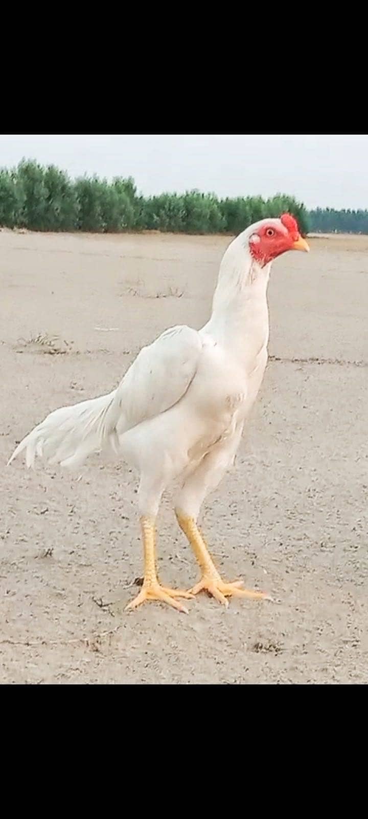 Nayab heera 0