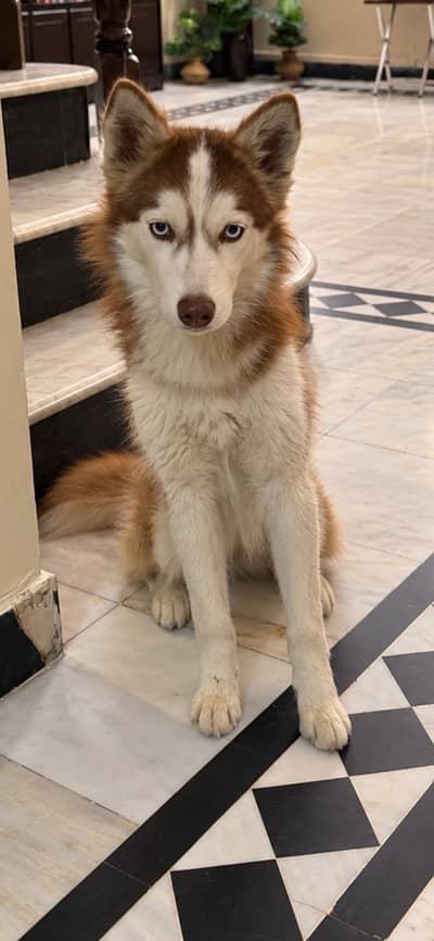 pure breed husky puppy for sale