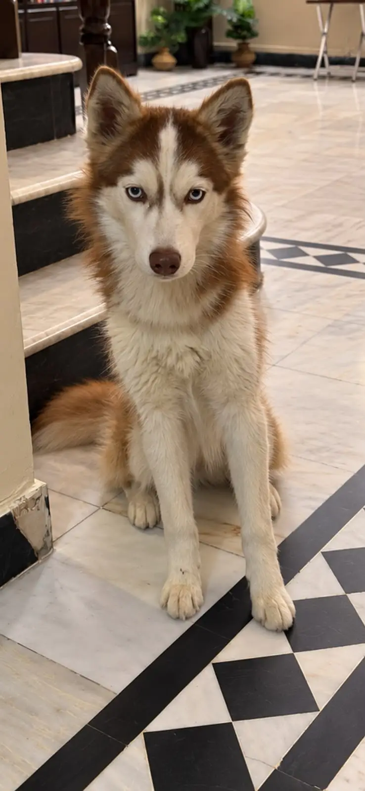 pure breed husky puppy for sale
