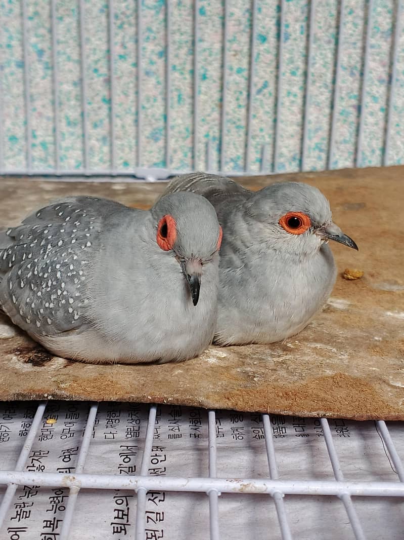 DIAMOND DOVES 0