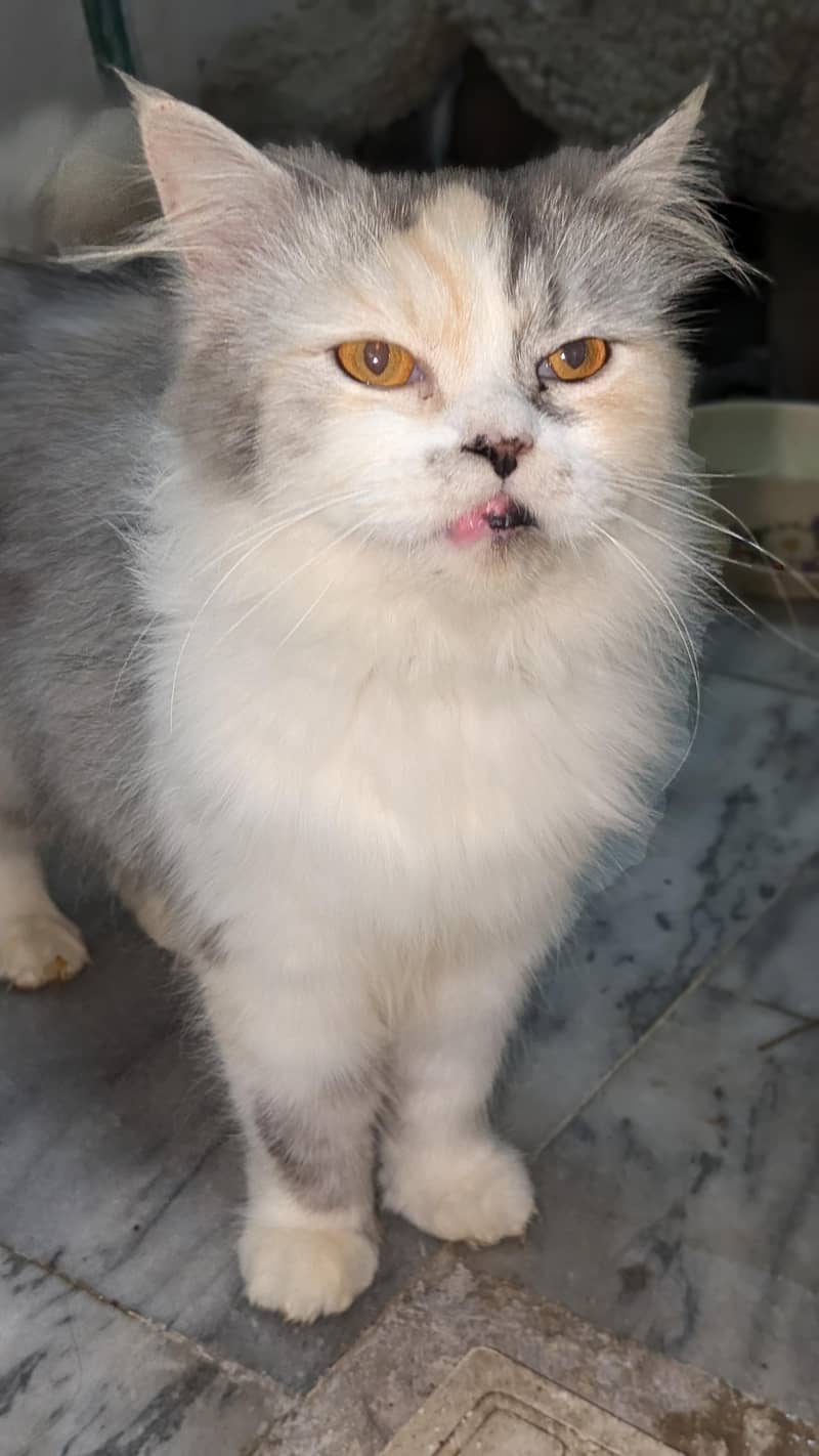 cat's 0