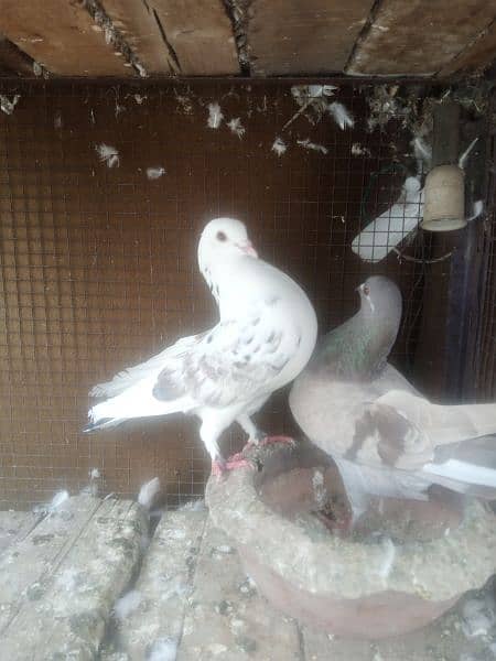 chiks 1