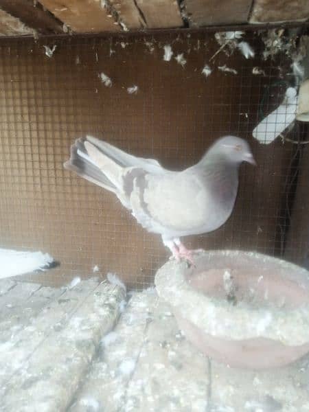 chiks 2