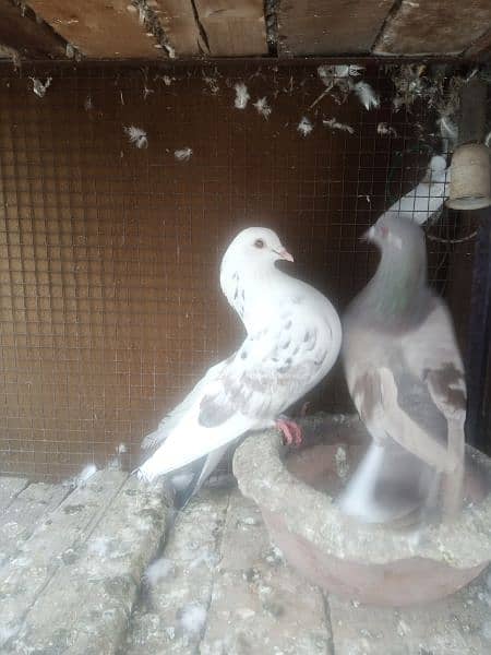 chiks 4