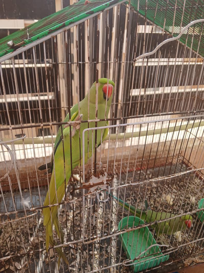 Raw Parrots 0
