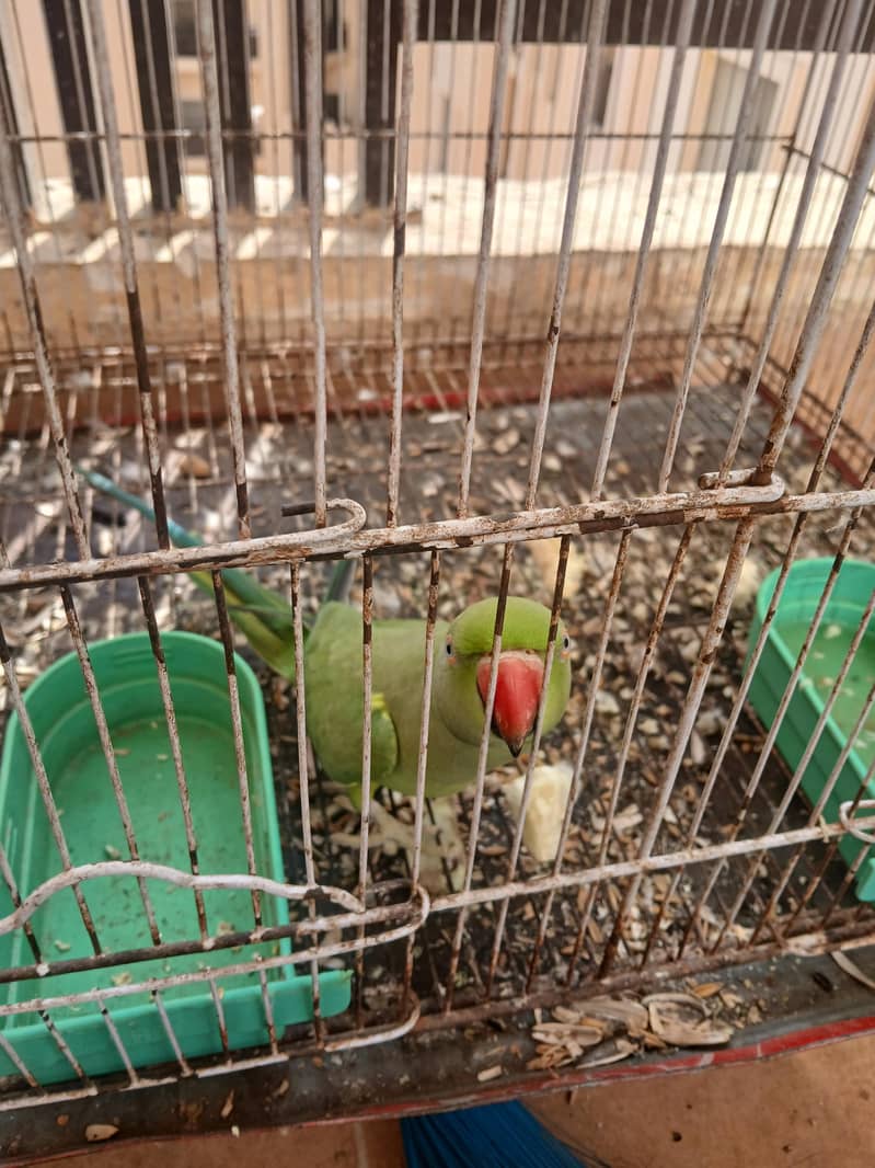 Raw Parrots 1