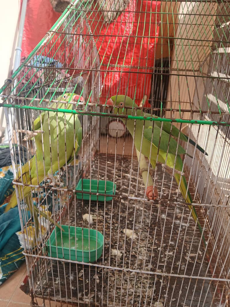 Raw Parrots 2