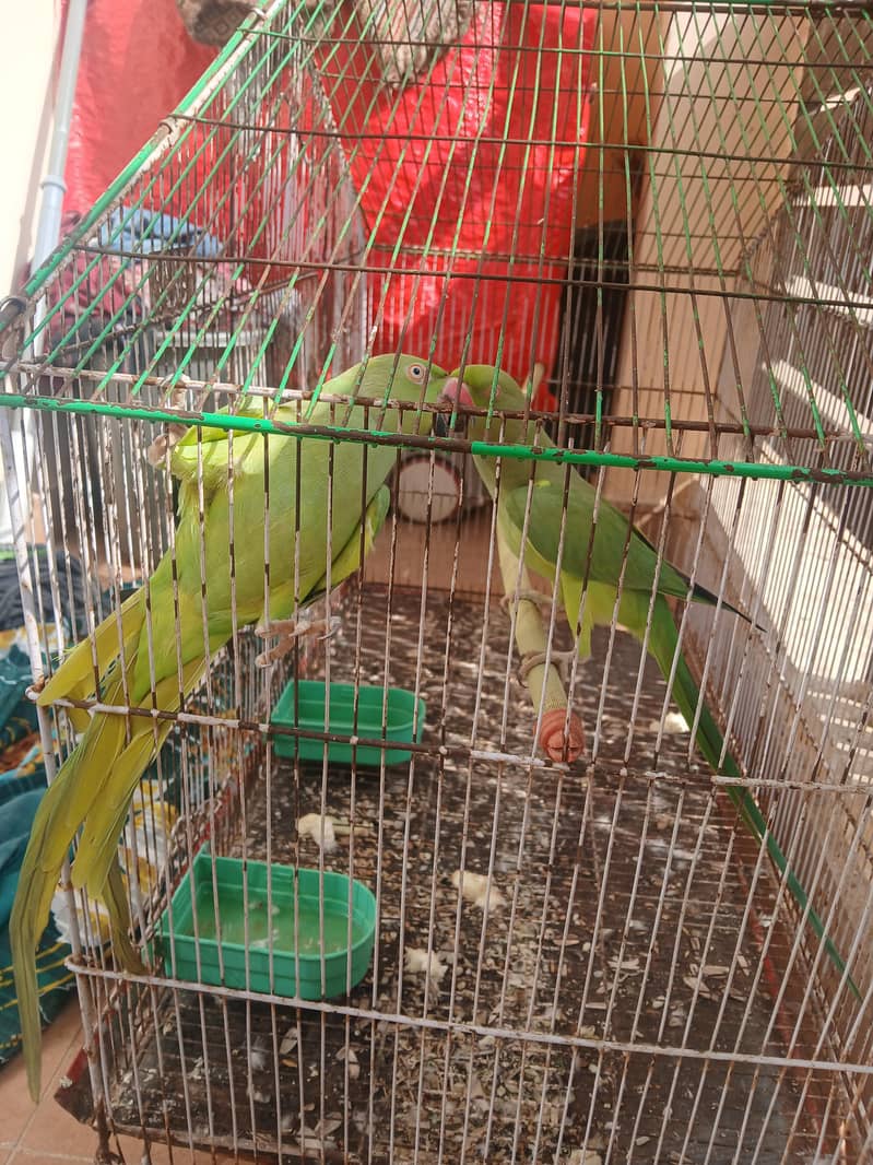 Raw Parrots 3