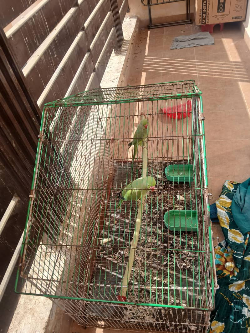 Raw Parrots 4