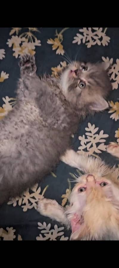 kittens for sale