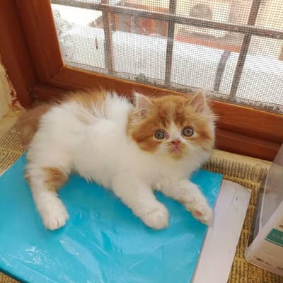 kitten