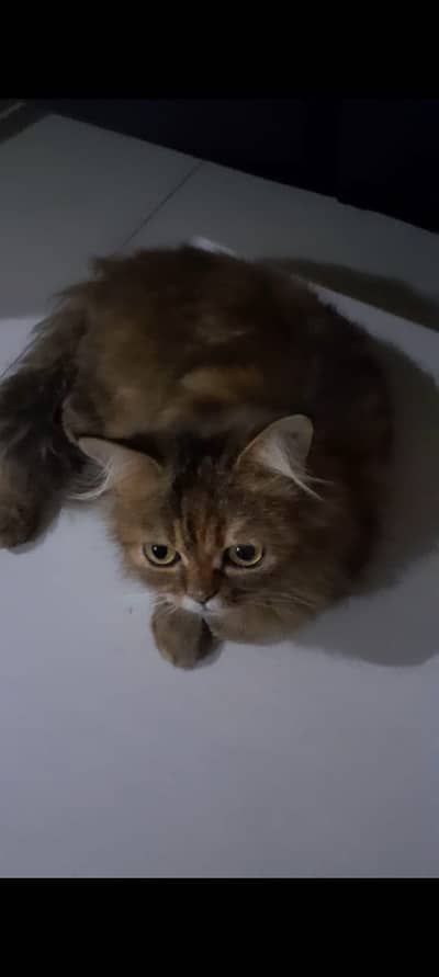 Extreme Coated Persian Cat For Sale