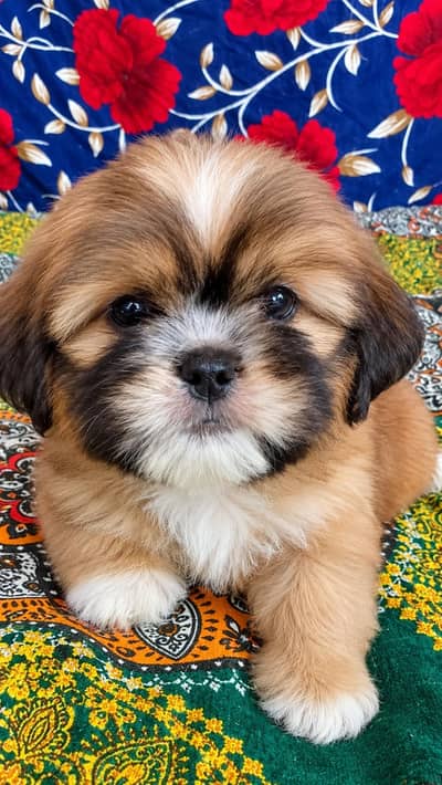 shih tzu puppy male available for sale