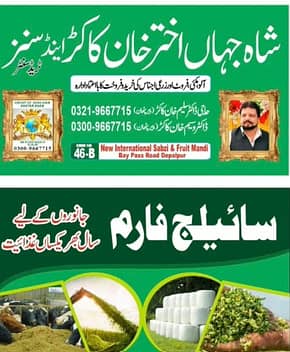 Silage for sale|Animal feed|Maize silage|Dairy farm feed