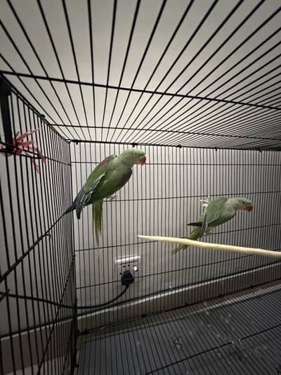 Raw parrot pair, with cage
