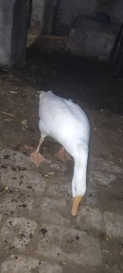 Duck for sale.