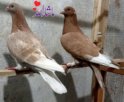 Beautiful Fancy pigeon fast Breeding pair For sale