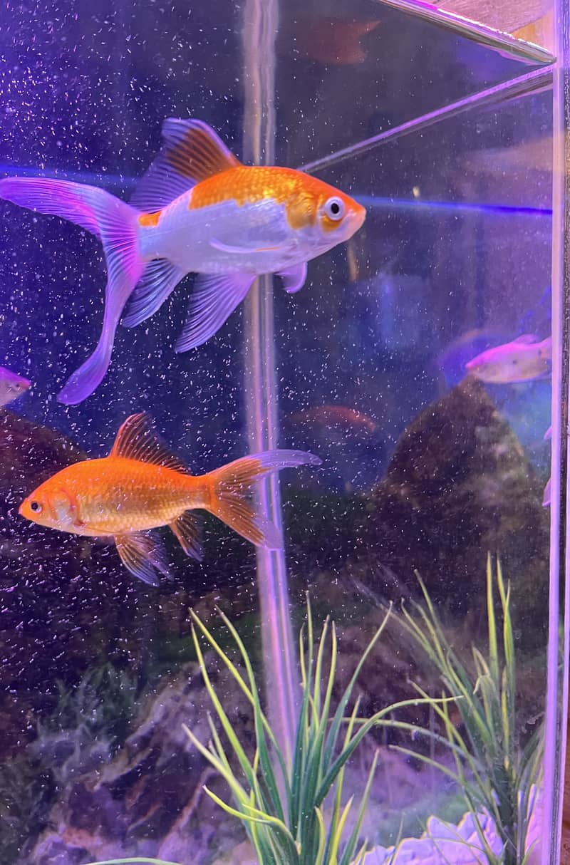 Goldfish 2 pair 0