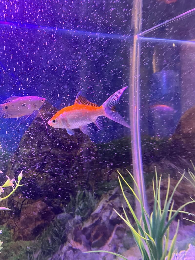 Goldfish 2 pair 1