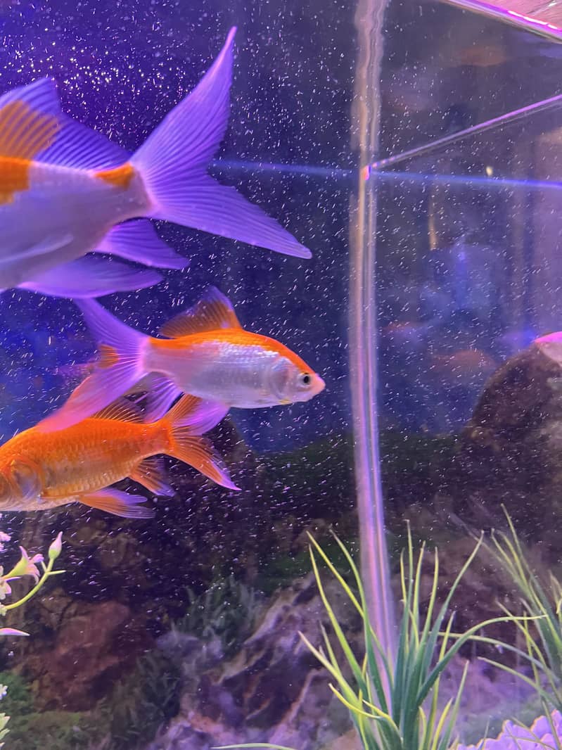 Goldfish 2 pair 2