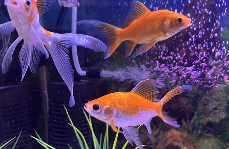 Goldfish 2 pair 3