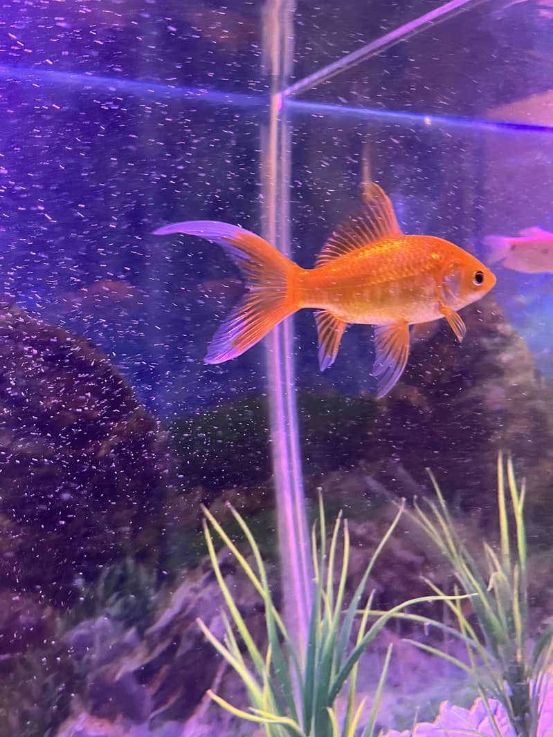 Goldfish 2 pair 4